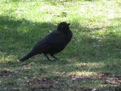 Corvus coronoides perplexus