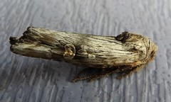 Lithomoia germana