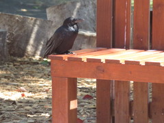 Corvus coronoides perplexus