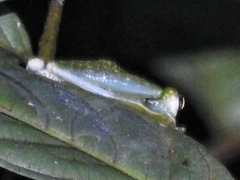 Sachatamia albomaculata