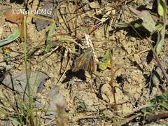 Atalopedes campestris huron