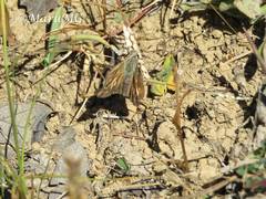 Atalopedes campestris huron