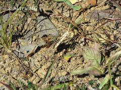 Atalopedes campestris huron