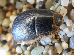 Coelus ciliatus