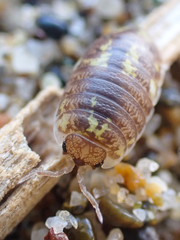 Alloniscus perconvexus