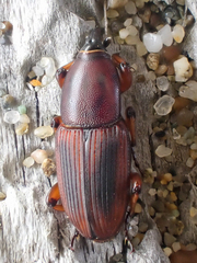 Sphenophorus simplex