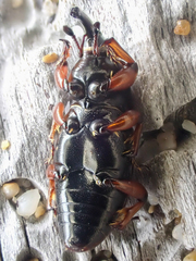 Sphenophorus simplex