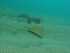 Rhinoptera steindachneri