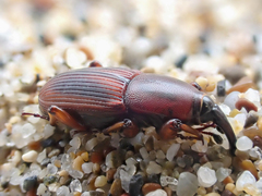 Sphenophorus simplex