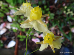 Epimedium × versicolor