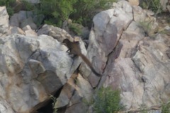 Herpestes