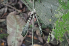 Desmoncus obovoideus