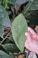 Desmoncus obovoideus