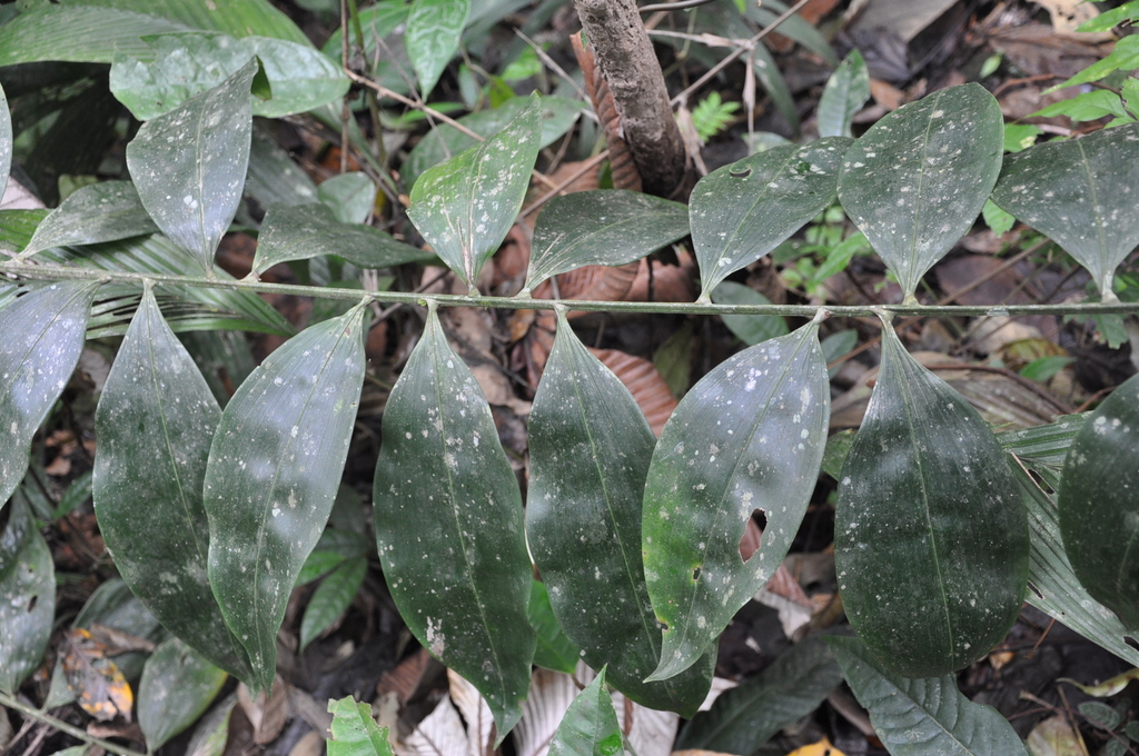 Desmoncus obovoideus