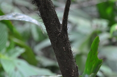 Desmoncus obovoideus