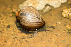 Pomacea urceus