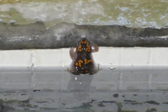 Phrynomantis annectens