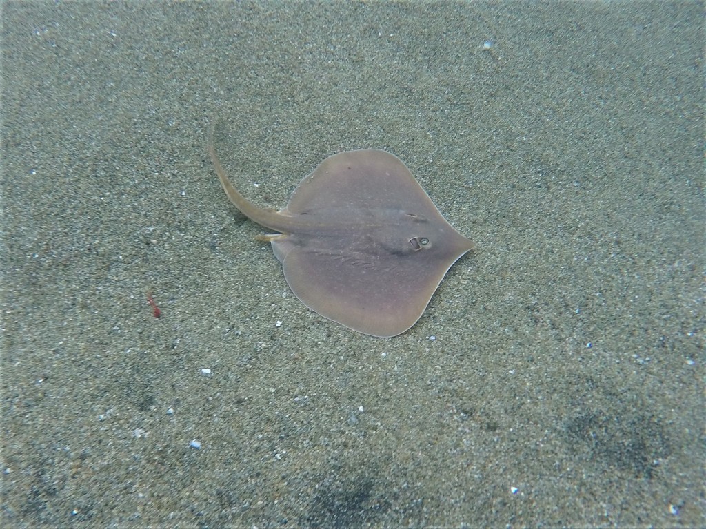 Panamic stingray (Urotrygon aspidura) — Urotrygonidae