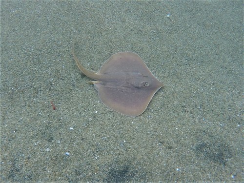 Spiny-tailed Round Stingray (Urotrygon aspidura)