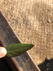 Boehmeria densiflora