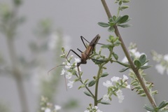 Zelus janus