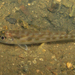 Oriental Trumpeter Whiting - Photo (c) H.T.Cheng, some rights reserved (CC BY-NC), uploaded by H.T.Cheng
