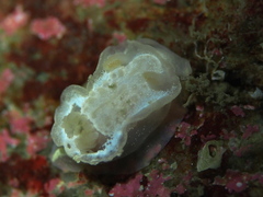 Goniodoris nodosa