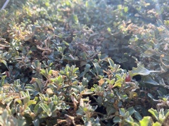 Atriplex semibaccata