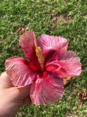 Thespesia grandiflora