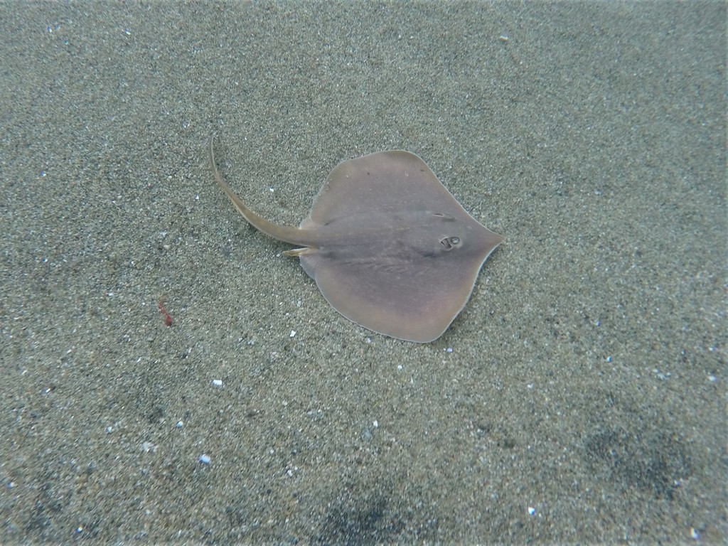 Panamic Stingray