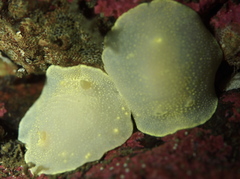 Cadlina laevis