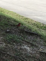 Cardinalis cardinalis