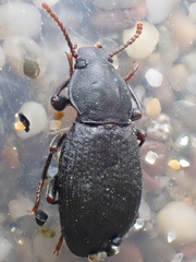 Epantius obscurus