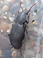 Epantius obscurus