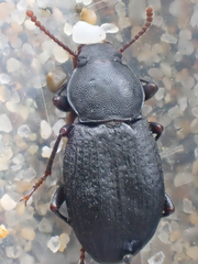 Epantius obscurus