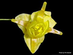 Epimedium × versicolor