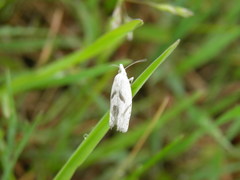 Eucosma metzneriana
