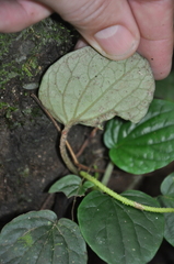 Peperomia pseudohodgei