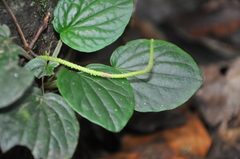 Peperomia pseudohodgei