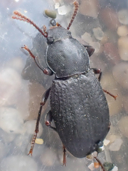 Epantius obscurus