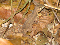 Stenocercus roseiventris