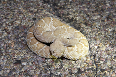 Crotalus ruber ruber
