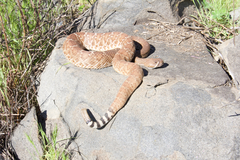 Crotalus ruber ruber