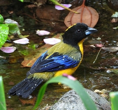 Anisognathus notabilis