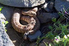 Crotalus ruber ruber