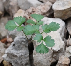 Heracleum ligusticifolium