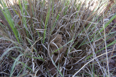 Crotalus willardi willardi