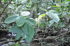 Myriocarpa longipes