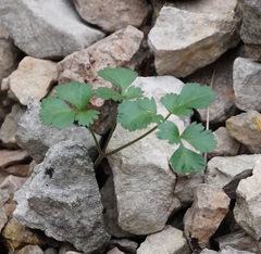 Heracleum ligusticifolium