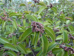 Rhus integrifolia × ovata